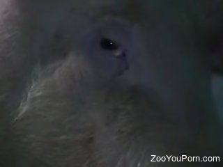 Aroused woman fucked by a pig in the pussy and creampied