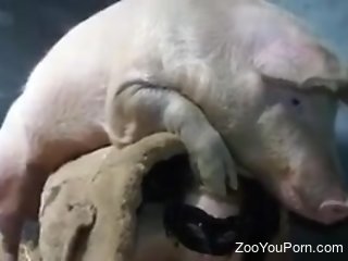 Aroused woman fucked by a pig in the pussy and creampied