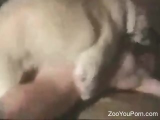 Aroused woman with fine ass filmed when trying anal with a dog