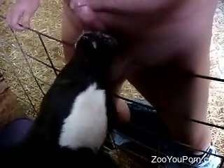 Man lets small veal lick his penis during a naughty solo