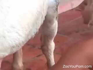 Blonde whore throats the horse's wet dick in loud manners