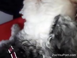 Man enjoys furry little dog licking his dick and balls on cam