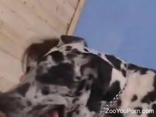 Aroused woman filmed in homemade scenes getting ass fucked by a dog