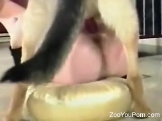 Stunning amateur shares cam scenes trying zoo animal sex