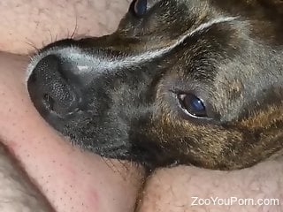 Dog makes owner feel amazing in insane oral perversions