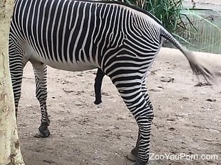 Man feels sexually attracted to this Zebra's big dick