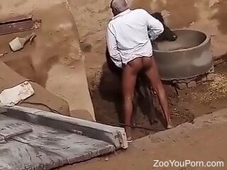 Old man filmed in outdoor scenes when he fucks a cow in the pussy