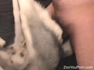 Amateur man plans on hard fucking his furry dog in both holes