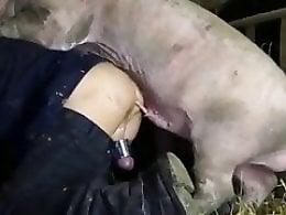 Brutal horse porn scenes with man fucking the horse hard